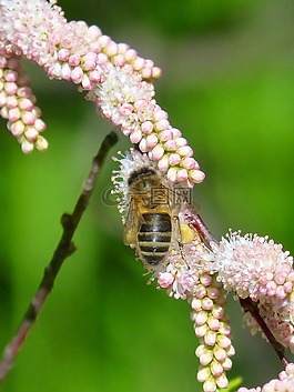 蜜蜂,鲜花,libar