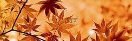 橫幅,標(biāo)頭,楓葉