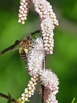 蜜蜂,鲜花,libar