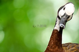 鵝,鳥,動物