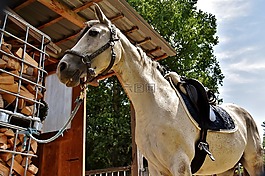 模具,馬,小馬