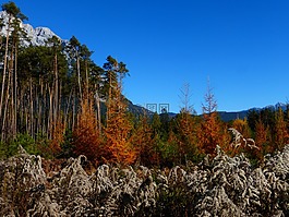秋季,森林,豐富多彩