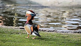 鴨,鳥,飛