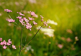 鲜花,亚罗,夏天