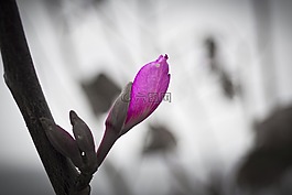 花,性質,花園