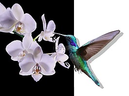 蜂鳥,鳥,飛
