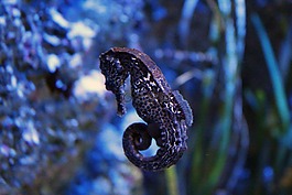 海馬,魚,水