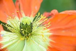 花,宏,性質(zhì)