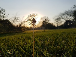 牙齿的狮子,花,景观