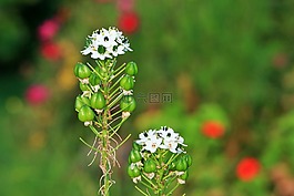 鮮花,小,白