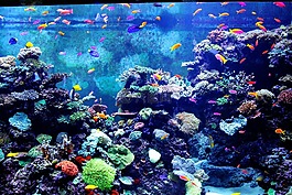 多彩水族館,魚,魚類