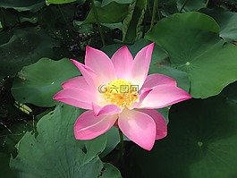 蓮花,花,開花