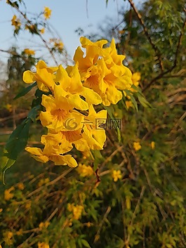 黃色,花,太陽
