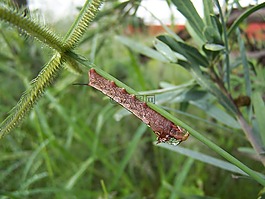 蝴蝶,卡特彼勒,昆蟲