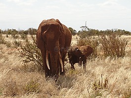 野生動(dòng)物園,肯尼亞,大象小牛