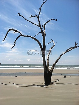 海灘,樹,漂流木