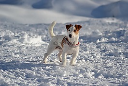 狗,杰克羅素,犬模型