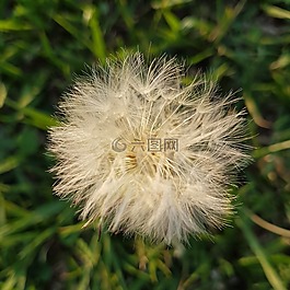 牙齿的狮子,花,草