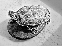 龟,testudinidae,爬行动物