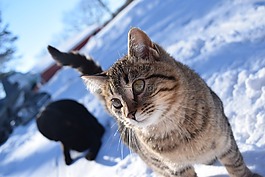 雪,冬天,自然