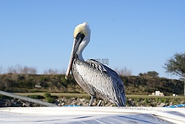 動(dòng)物,鳥,鵜