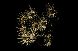 薊,植物,裝修