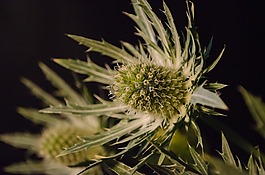 薊,植物,裝修