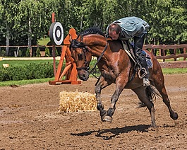 車手,馬,騎馬