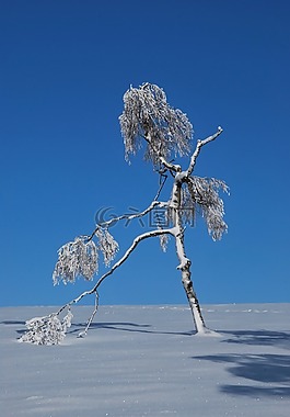 冬天,雪,景觀