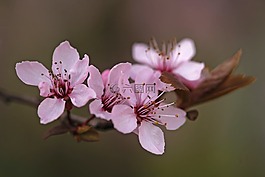 性質(zhì),梅花,春天