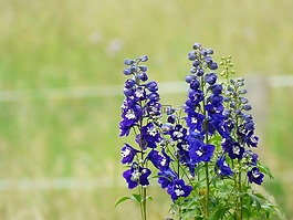 藍色,鮮花,花