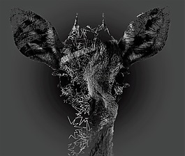 大自然,野生動物,抽象