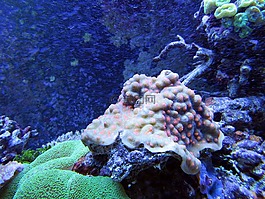 珊瑚,珊瑚礁,水下生物