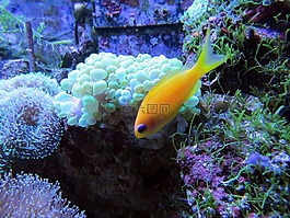 珊瑚,珊瑚礁,熱帶魚