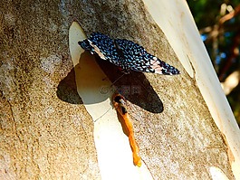 蝴蝶,estaladeira,蝴蝶蘭