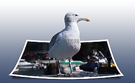 海鷗,鳥,寶麗來