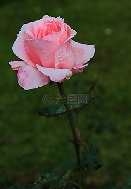 花卉,羅莎,按鈕
