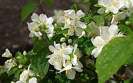 fiore d'angelo,filadelfo,茉莉的麦当娜