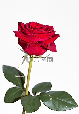 玫瑰,植物,花