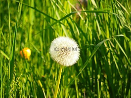 蒲公英,草,性質(zhì)