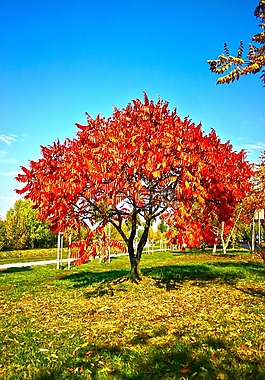 公園,花園,樹