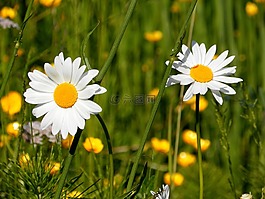 雛菊,鮮花,字段