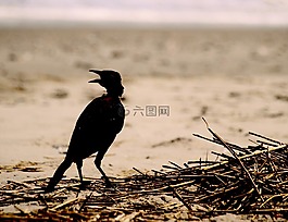 颶風(fēng),野生動物,海灘