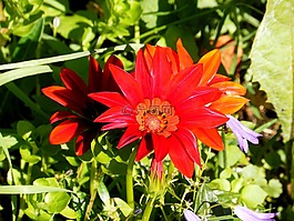 扶郎,花,夏季