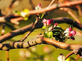 芽,鮮花,春