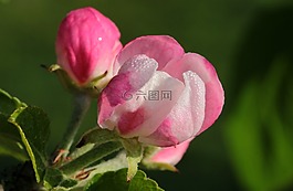 蘋果樹開花,蘋果樹,蘋果花