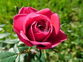 花,玫瑰,開花