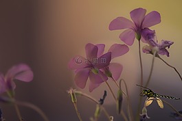 鮮花,粉紅色,粉色的花