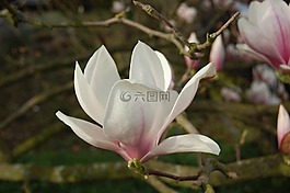 玉蘭,開(kāi)花,樹(shù)