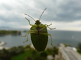 綠色的 bug,甲蟲，昆蟲,甲蟲